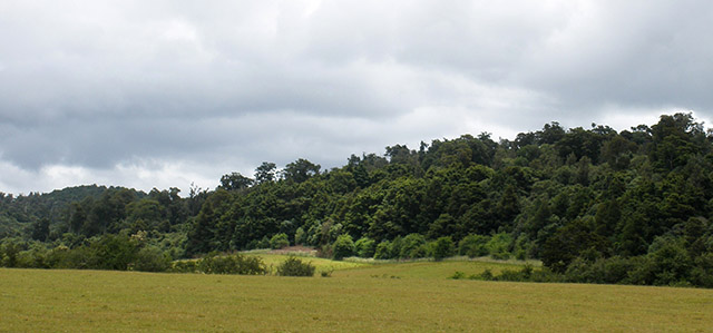 Puahanui Bush