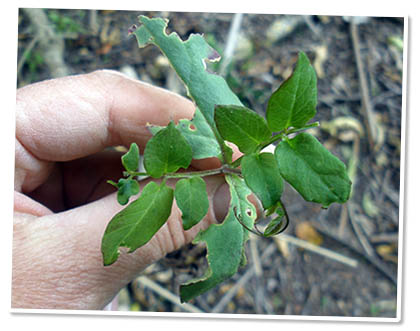 Cathedral Bells seedling