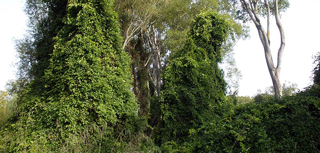 Climbing Spindleberry