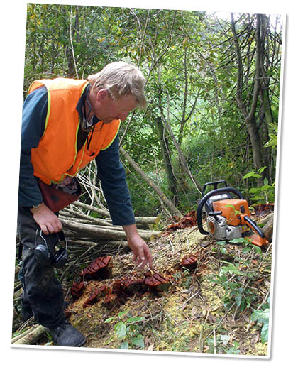 Craig Single cuts and treats stumps