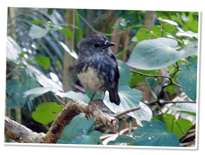 North Island Robin