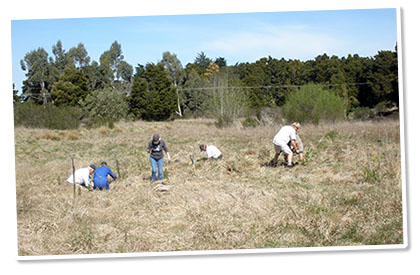 Planting at A'Deane's Bush