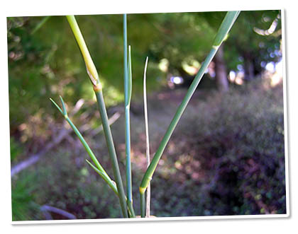 Pypgrass