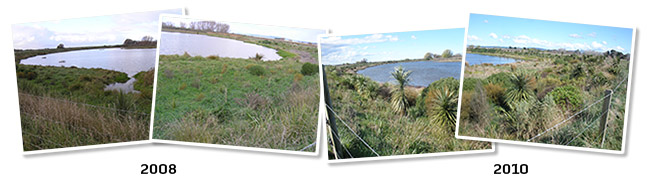 Waitangi Restoration Planting