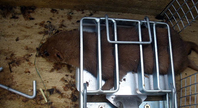 Stoat trapping