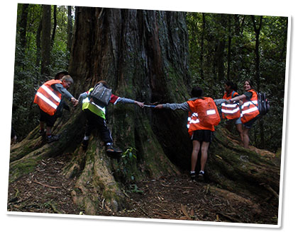 Tree huggers